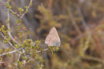 Golden Hairstreak Butterfly in the California Mountains