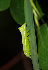 Nahaufnahme einer Pyramiedenfalters Raupe.