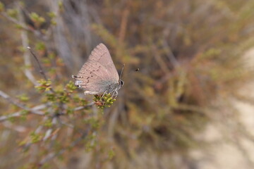 Golden Hairstreak Butterfly in California