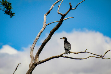 Portrait eines Kormoran. Diese Vögel sind eine Vogelart aus der Familie der Kormorane, Phalacrocorax carbo.

