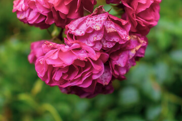 Close up of decaying floribunda flowers. Pink and white color. Bouquet. Copy space.