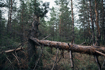 Fallen tree in a pine forest after a strong hurricane wind.