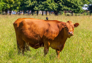Bird on Cow in Field