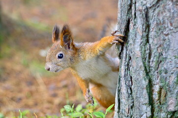 A red squirrel peeks out from behind a tree.