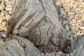 Closeup of piece of driftwood on a rocky beach