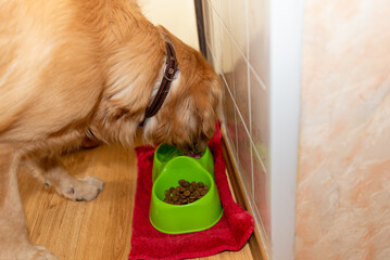 Cheerful golden retriever labrador enjoying breakfast.Adorable dog with bowl eat food in the kitchen.Closeup.
