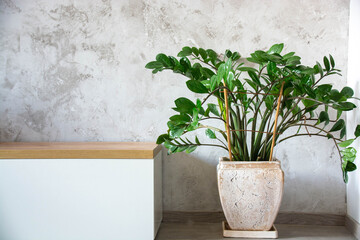 Beautiful house plant zamiokulkas in a white pot on a gray concrete background. The concept of minimalism.