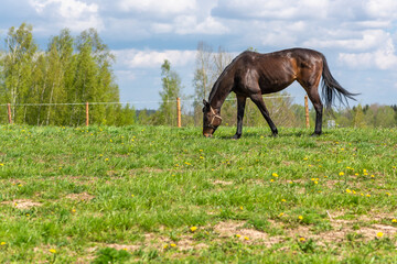 Magnificent graceful chestnut horse in meadow field.The horse eats the grass. Summer,spring sunny day.