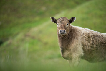 Beef cows and calves grazing on grass
