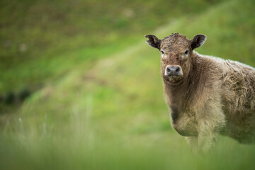 Beef cows and calves grazing on grass
