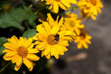 A bumblebee is sitting on a yellow daisy