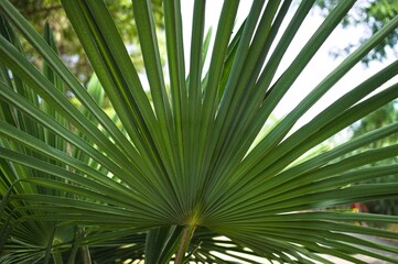 A green leaf of Serenoa repens, commonly known as saw palmetto, is the sole species currently classified in the genus Serenoa. It is a small palm (Marche, Italy, Europe)