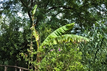 A banana palm tree in the forest (Marche, Italy, Europe)