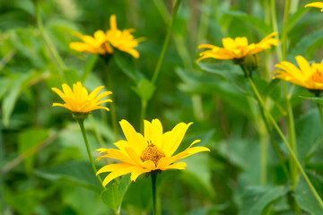 Heliopsis helianthoides, rough oxeye yellow flowers closeup selective focus