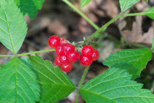 Rubus saxatilis, stone bramble berries closeup selective focus
