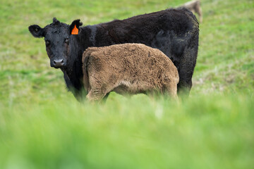 Beef cows and calves grazing on grass