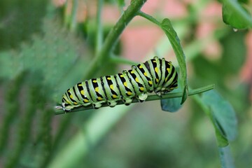 caterpillar on leaf