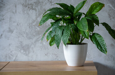 Beautiful spathiphyllum in the home interior. Create a natural ecological atmosphere in the house. Scandinavian style