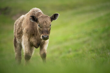 Beef cows and calves grazing on grass
