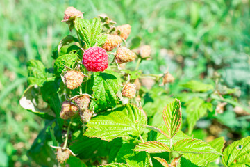 Red ripe raspberries on a green bush. Growing and caring for plants in the garden. Delicious berries, dessert.