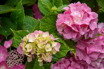 beautiful pink flowers of hydrangea macrophylla also known as lacecap hydrangea and christmas flower