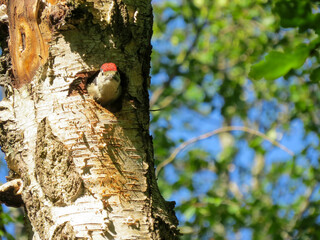 beautiful young great spotted woodpecker poking his head out through a hole in a tree