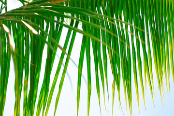 Palm branch with narrow long leaves. Tropical background. Travel and tourism.