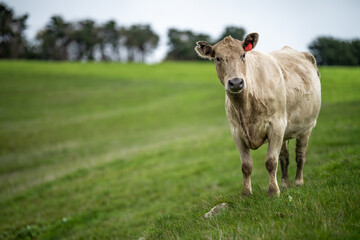 Beef cows and calves grazing on grass