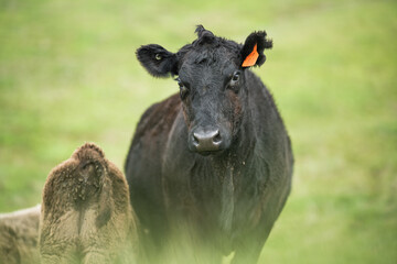 Beef cows and calves grazing on grass