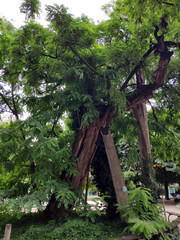 plus vieil arbre de Paris
