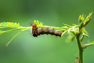 A Worm Caterpillar crawling up the top of the plant.