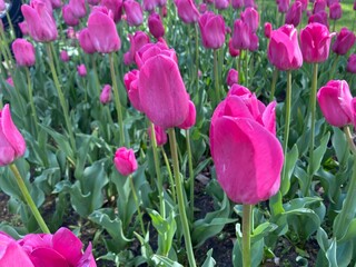 field of tulips