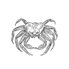 Hand Drawn Crab Vector Illustration. Abstract Seafood Sketch. Crustacean Engraving Style Drawing. Isolated