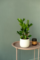 Succulents in diy concrete pot. Scandinavian room interior decoration. Gray wall