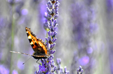 butterfly on a flower lavender 