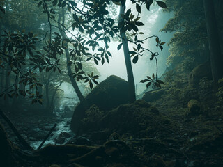 霧が立ちこめる森