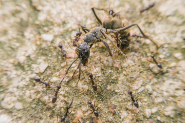 Many small black ants are attacking the big black ant, closeup ant.