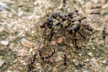 Many small black ants are attacking the big black ant, closeup ant.