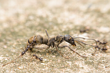 Many small black ants are attacking the big black ant, closeup ant.