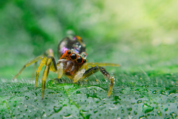Closeup spider on the leaves
