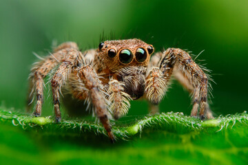Closeup spider on the leaves