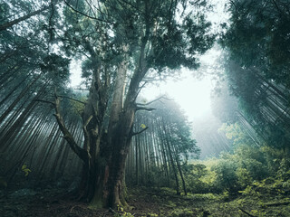 【静岡県】沼津の巨木 夕暮れ時の河内の大杉

