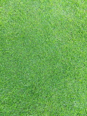 dark green lawn beautiful lawn background