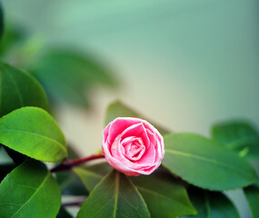 Pink camellia is bright in a beautiful garden