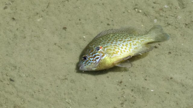Dead fish by the coast line. Water pollution, environmental disaster.  Ecology, ocean conservation, fish die off, marine. One dead perch Lepomis Gibbosus on the sand in water at the river shore, close