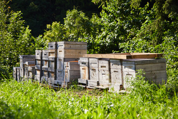 Beehives that are located in the meadow. This will be a delicious honey. 
Making honey is a normal...