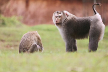 Caring for a family of monkeys in Khao Yai National Park, Thailand