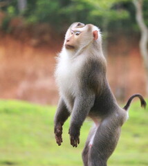 Awareness of monkeys in Khao Yai National Park, Thailand