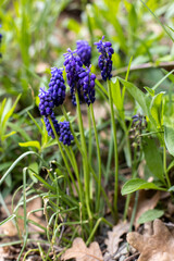 Blue muscari flowers in green grass spring