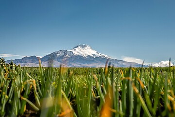 Volcán Cayambe, andes